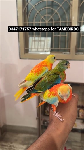 turquoise parrot #handtamedbirds