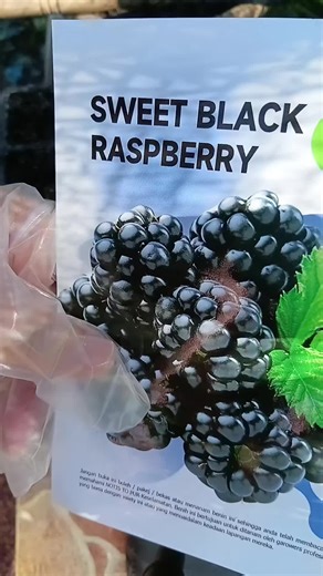 Explore Benih Black Raspberry Benefits for Family Care