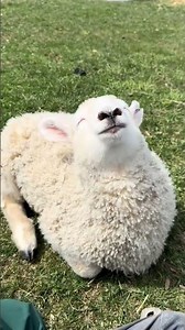 Cute Lambs Compilation 🐶