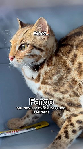 Meet Fargo— our newest F1 bengal rescue! 🐾Come along on the road to rescue and see what it’s like to do a rescue pickup! 🚗 Fargo may have had a rough start to life, but it’s bright skies ahead with his new Wild-At-Heart life ❤️.You can be a part of Fargo’s new chapter by becoming his sponsor parent! Visit WildcatSanctuary.org to learn more. | Wildcat Sanctuary