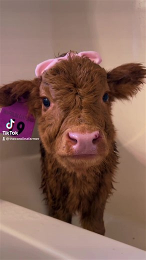 Feeling Bonita: Highland Cow Diaper Bag and Cute Cow Calf