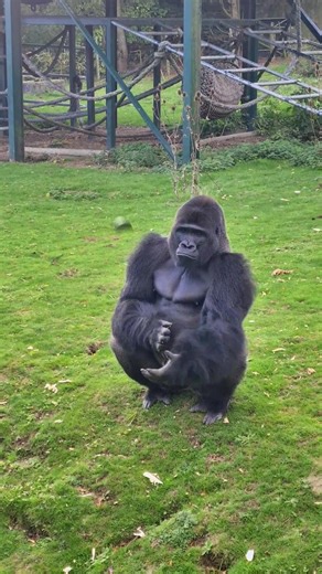 Gorilla Eating Habits and Strength Revealed