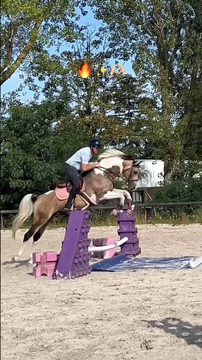 La star ✨ #horse #cheval #equitation #cavalier #cso #chevache #stallion #etalon #jumping