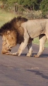 Animals Of Africa on Reels