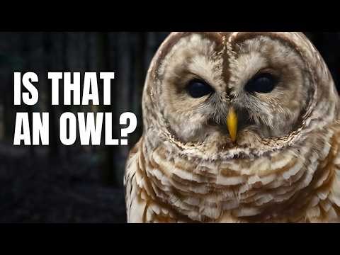 Night Sounds for a Nature Reset – 6 Real Bird Calls to Help You Identify the Dark