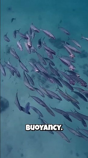 This Famous Ocean Fish Sinks Like A Rock If It Stops Swimming! (Crazy)