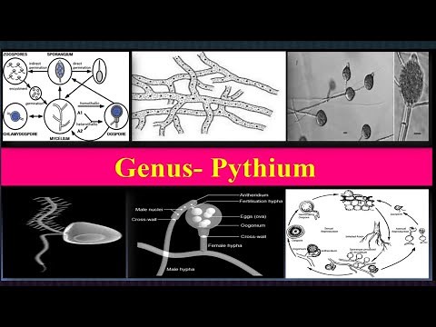 #Pythium, Important characteristics, Reproduction, Life cycle, Diseases
