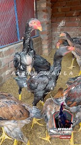 Shamo pathay | Faizan Wahla Vlogs