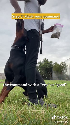 Teach Your Dog to Guard Command