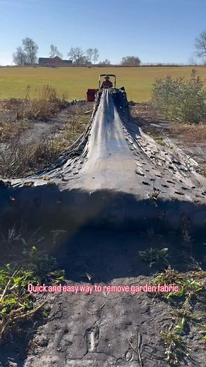👩🏼‍🌾Quick and easy way to remove stubborn garden fabric 👩🏼‍🌾 In a perfect world, I wouldn’t use any plastics in my field, but this is the most efficient way for me to work to keep weed pressure down which results in decreased insect pressure. I’m tearing out my main field this year to put in drain tile next spring. Two years in a row we’ve had bad flooding even with great drainage. It’s not something I can risk again. So everything has got to go. This is way easier than pulling by hand. It