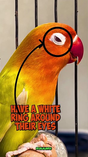 Learn about lovebirds. How to breed, mutate, and produce quality birds? Which birds can’t breed with eachother? And more in this series. . . . . #lovebirds #lovebird #how #howto #breeder #breeding #breeders #hybridbirds #adorable #cuteanimals #parrotslover #parrotsoftiktok