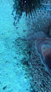 95K views · 2.6K reactions | A clear beautiful day to remove the invasive Lionfish as well as aluminum cans that have been down there for quite some time! If you love eels keep watching the next couple videos | Lionfishextermination | Facebook
