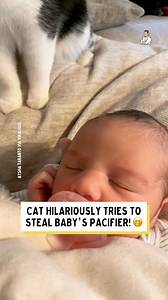 The cat was desperate for that baby's pacifier! 😆 | Dad Jokes