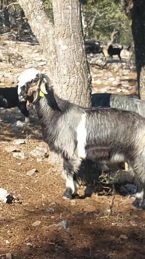 Goats Exploring a Rocky Wilderness Environment