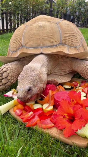 Treating your tortoise 101 | Caitlin and Tiptoe