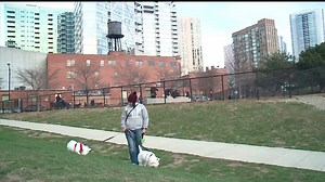 Iowa top ag official proposes new companion animal rules