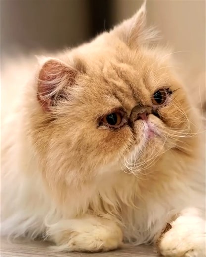 If you love cats and you love coffee, then a cat café is going to be your happy place. Yumiao Cat Cafe has cleverly created cat world that offers hours of entertainment for the cats and coffee lovers watching on. It’s the purrfect place for your next coffee. Catch this story tonight at 7pm on 7 and 7two. | Better Homes and Gardens Australia