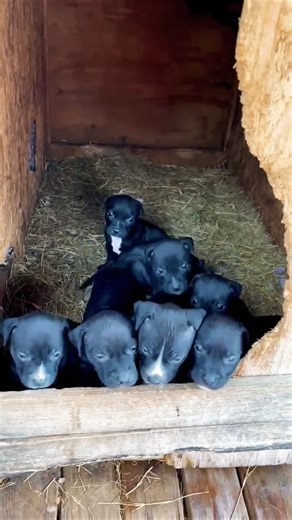 Machobuck/Clemmons/Cardenas apbt pups