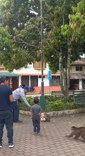 Playful Monkeys in Urban Park: Fun Activities Unveiled