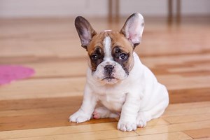 Is the French Bulldog a Good Fit for You?