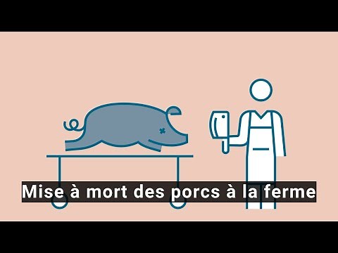 Mise à mort des porcs à la ferme - Le déroulement expliqué simplement