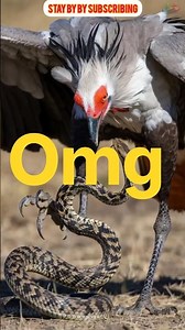 Secretary Bird vs Python Snake Fight | Incredible Bird Attacks Giant Python | Wildlife Battle #short