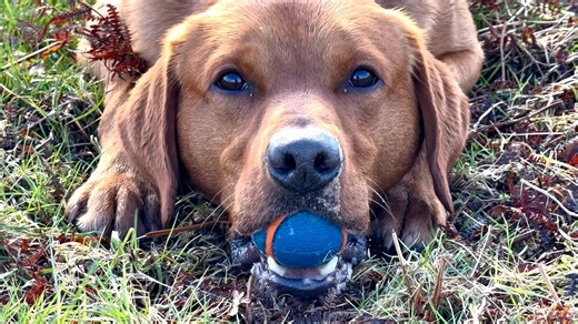 Dog training is SO MUCH MORE than rewards and punishers. SO MUCH MORE. He has his reward (his ‘reinforcer’) - right in his mouth. He also has the freedom to do whatever he wants - I have no way of MAKING him comply. He has the distraction of the other dog chasing a ball. He is at distance. He has NEVER experienced a punishment as part of teaching this behaviour. Yet the behaviour happens. Again and again and again. Under STUPIDLY difficult conditions, amongst multiple different real life, unpred