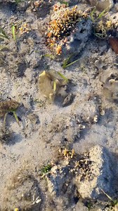 3.2K views · 128 reactions | Sikad-sikad!. #seashells #seafood #islandlife | Ka Isla | Facebook