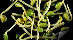 Baby Einstein - Baby Mozart - Music Festival (Speed Up 3.75)