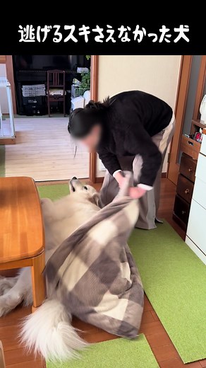 速すぎる飼い主と逃げられぬ愛犬 #グレートピレニーズ #大型犬 #大型犬のいる暮らし #可愛い #ドレミの歌
