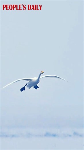 Gliding, flapping, then gently touching down—a wild swan was spotted making a graceful landing on the water in Zhangjiakou, north China's Hebei Province. | People's Daily, China