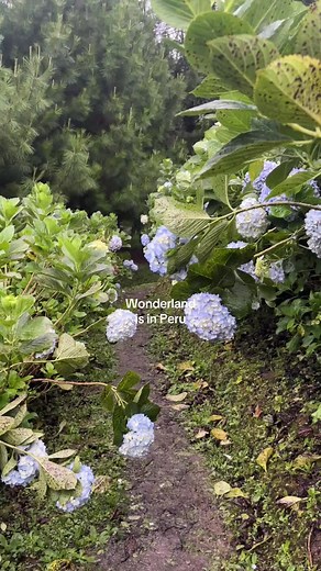 Wonderland in Peru: Villa Rica & Hidden Natural Gems