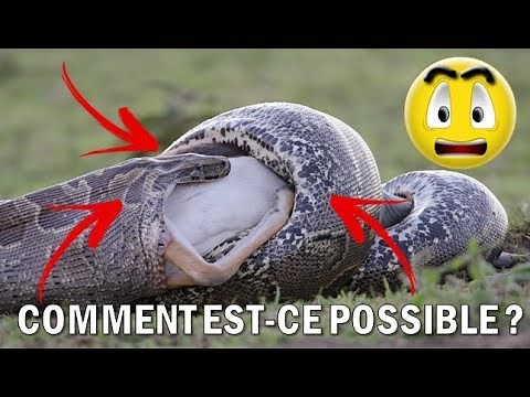 Comment mangent les serpents !