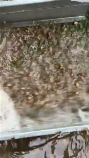 Professional Sand Gold Refining Method #MiningTechnology #MetalRecovery #Industry