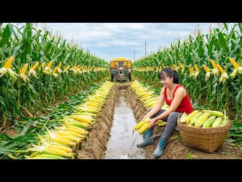 Harvesting Many Corn, Use 3 Wheeled Vehicle To Transport Lots Of Corn Go To Market Sell