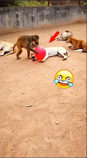 Monkey Balloon Prank 😂🐒 #shorts #animals #wildlife #aianimals #monkey