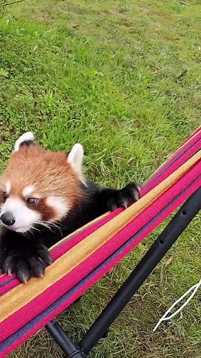 Adorable Red Pandas - Cute Animals Video
