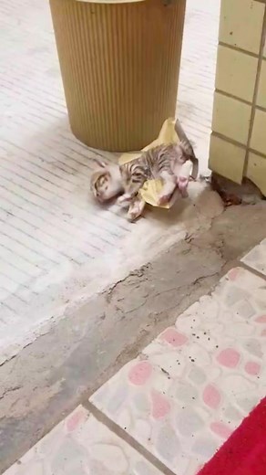 Help me please... القطه الرومي الصغيره لها صوت عالي في الشارع الكبير لانقاذها من مصيده الفئران واللزق السريع ومساعدها على فك الكرتونه الملتصقه بجسدها الصغير تجاه احدهما يرتدي جوانتي ابيض مكان بارع في الانقاذ الان...#nono_cat_and_dog_player #حيوانات_اليفة #قطط | Alaa Farid