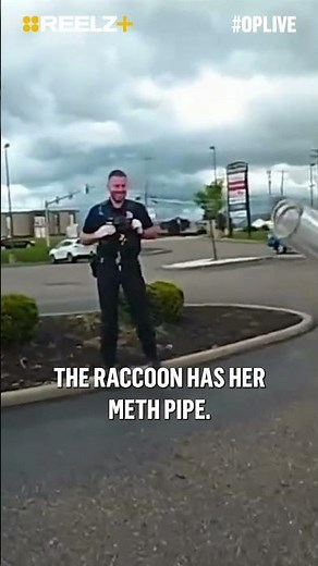 Wild Raccoon Gets Busted in Ohio