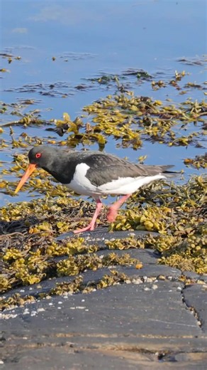 Oystercatcher marah di Geiranger Norway – kenapa burung ini menyerang?
