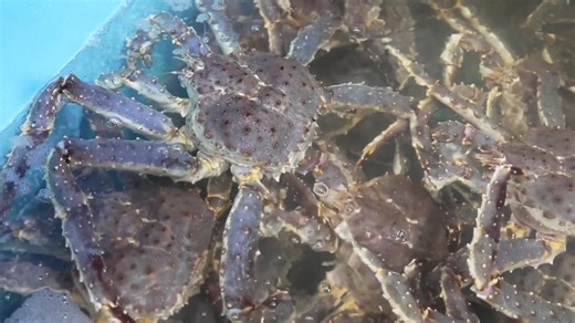 ‌China's Xinjiang live king crab imports hit record $14.3 mln