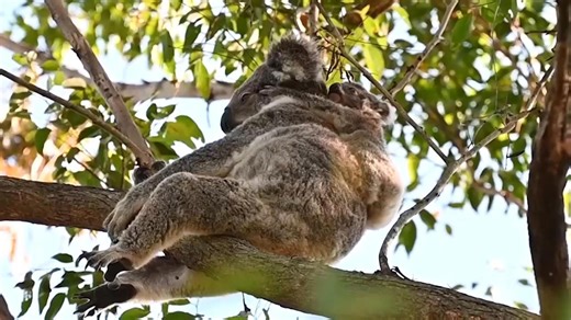 Why is one area in Australia a magnet for koalas? Scientists look for the answer