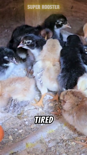 This Chick Was the Smallest… Watch What Happens