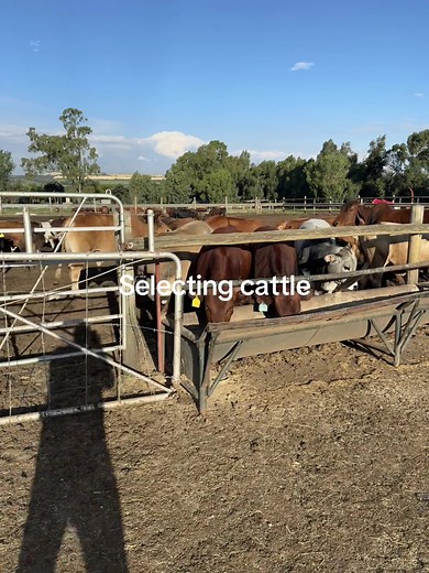 Understanding Cattle Feedlot Management Techniques