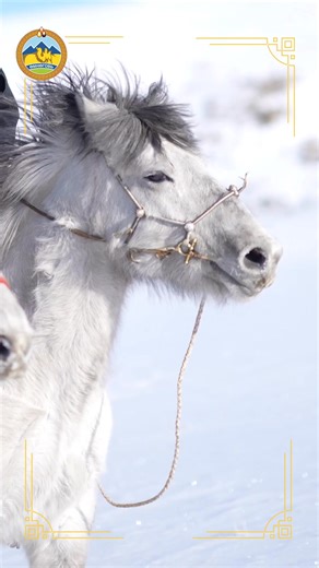 XVII жарны “Сүрээр дарагч” хэмээх Гал морин жилийн босгон дээр Өмнөговь аймгийнхаа нийт иргэд, айл өрх, ахмад буурлууд, малчид хөдөлмөрчдөдөө Цагаан сарын битүүний өдрийн мэндийг өргөн дэвшүүлье. Өв соёл, зан заншлаа эрхэмлэн дээдэлж ирсэн говь нутгийн зон олон та бүхэндээ сар шинэдээ эрүүл энх, ажил үйлс нь өөдрөг бүтэмжтэй, айл бүхэн аз хийморь, амжилт ололтоор бялхаж байхыг хүсэн ерөөе. Эв нэгдэлтэй, итгэл төгс хамтдаа хөгжин дэвжих шинэ жил айсуй. Та бүхэн сайхан битүүлж, сар шинэдээ сайхан 