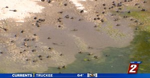 Toad Population Explosion Reported in North Valleys