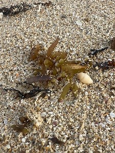 Okinawa Life on Reels