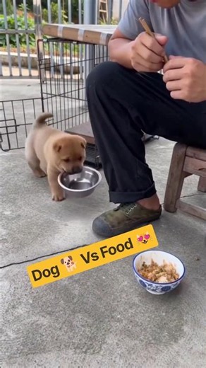 This Puppy Is Smarter Than Most People 😂🐶 | Wait for the Twist! #shorts