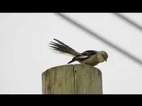 Moqueur polyglotte - Northern Mockingbird - Mimus polyglottos