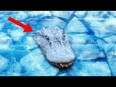 Animals That Can FREEZE And Come BACK To LIFE!